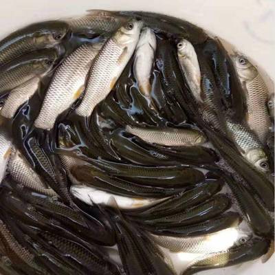 港興水產 專業提供鯇魚苗、泥鰍魚苗與羅非魚苗，兼營日用百貨銷售
